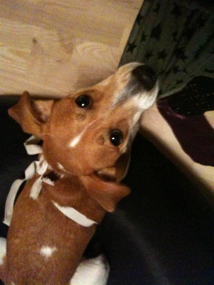 Dansk svensk gaardhund Miley - Miley var lige lidt oppe og køre billede 7