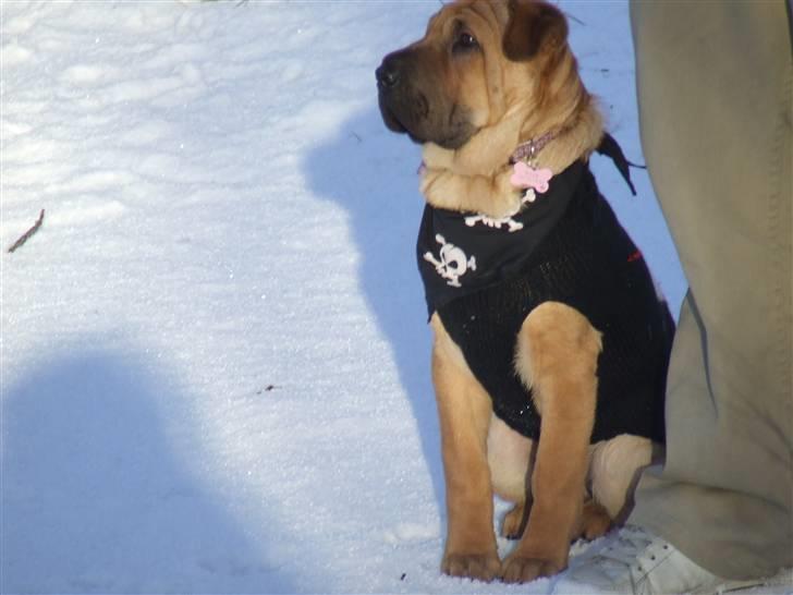 Blanding af racer Tove billede 10