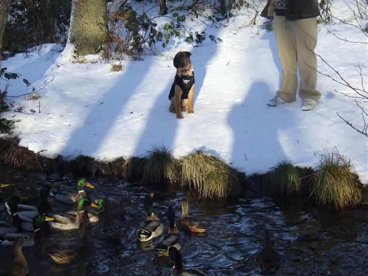 Blanding af racer Tove billede 11