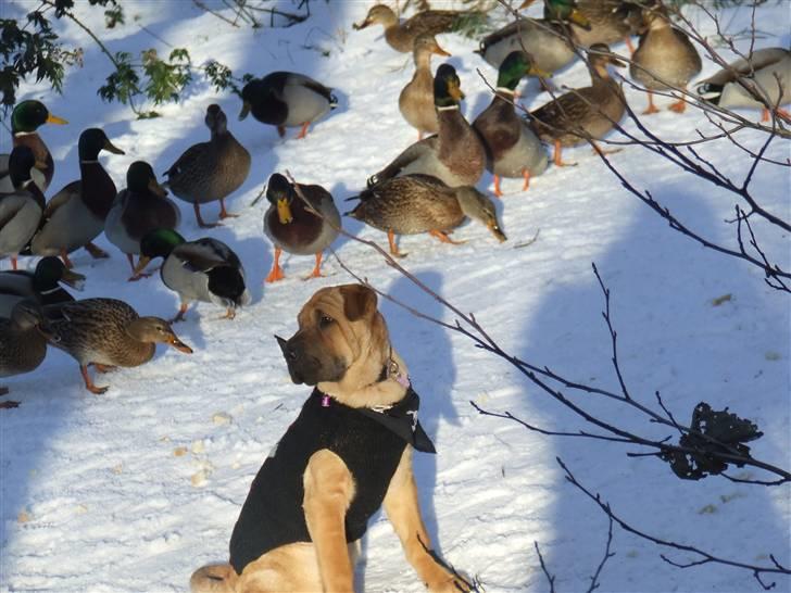 Blanding af racer Tove billede 12