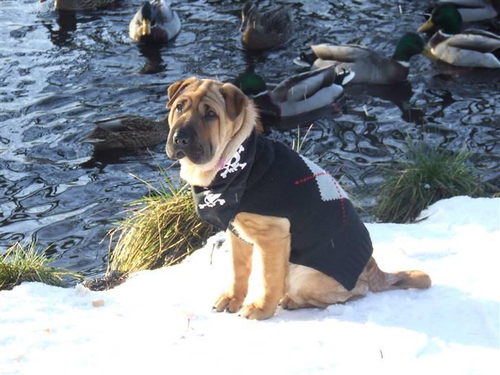 Blanding af racer Tove billede 13