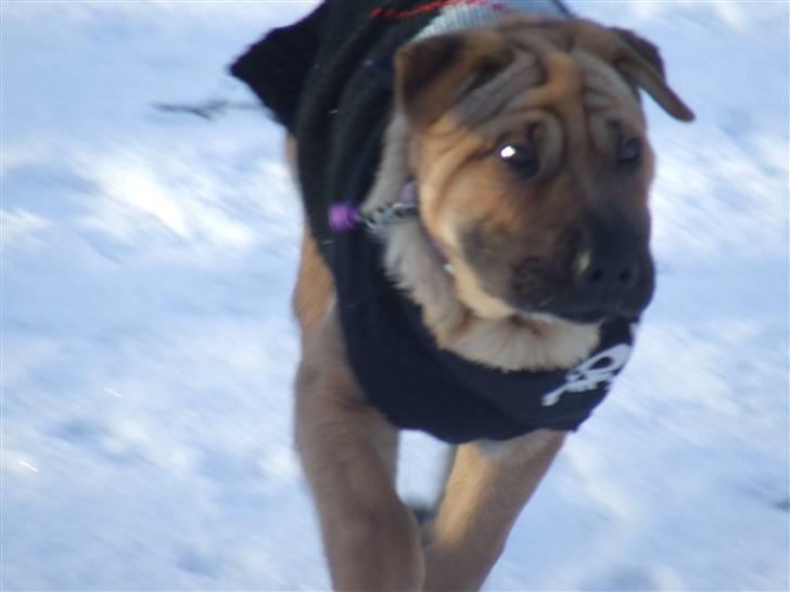 Blanding af racer Tove billede 14