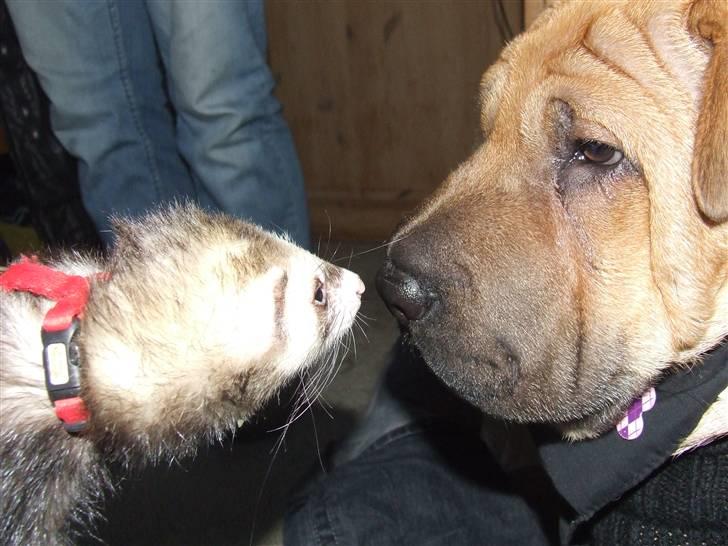 Blanding af racer Tove billede 15