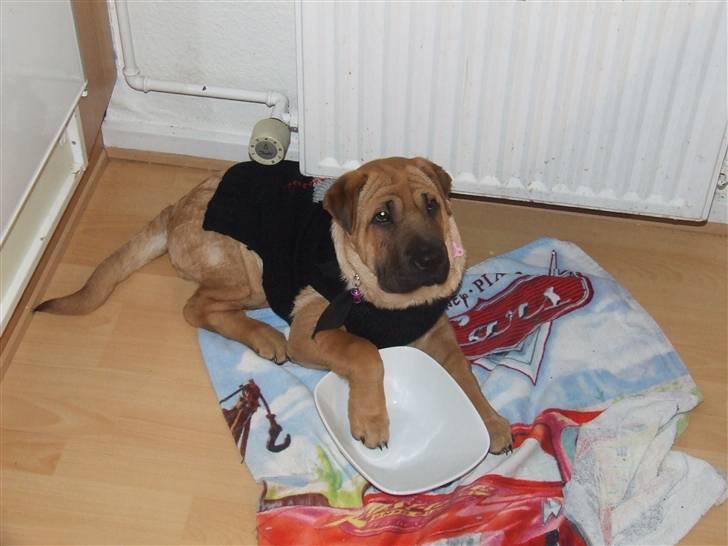 Blanding af racer Tove billede 18