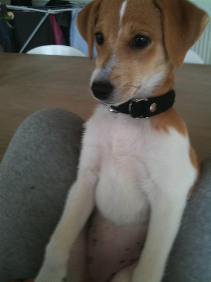 Dansk svensk gaardhund Miley - åhhh lille miley billede 8