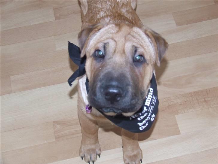 Blanding af racer Tove billede 19