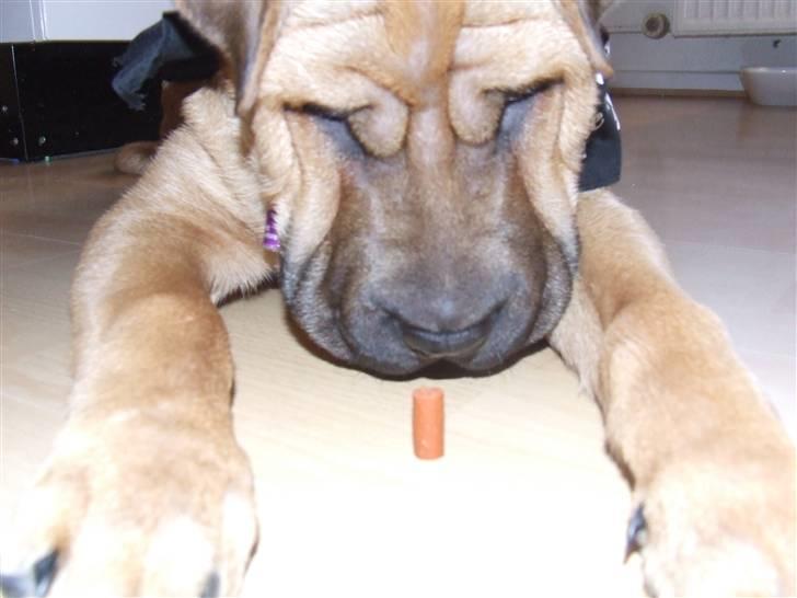 Blanding af racer Tove billede 20