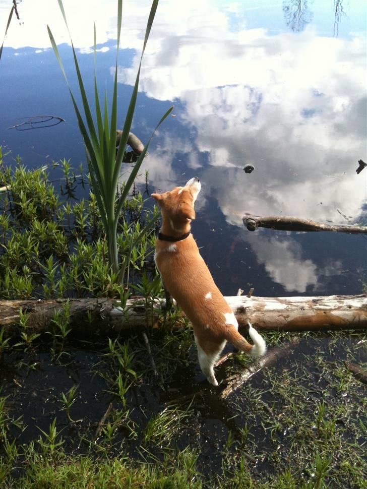 Dansk svensk gaardhund Miley - Er ikke meget for at hoppe i søen billede 9