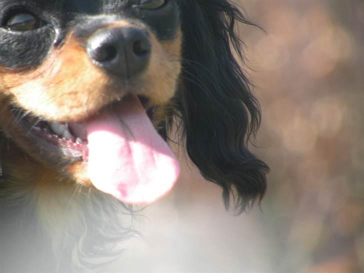 Cavalier king charles spaniel - Carla - 1 år - "Pas på!! Jeg har tungen ude af munden, og parat til at slikke dig i hovedet!!" xD billede 19