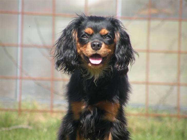 Cavalier king charles spaniel - Carla - 1 år - Taark for kigget. I er meget velkomne til og lægge en kommentar+bedømmelse, inden I går? :D billede 20