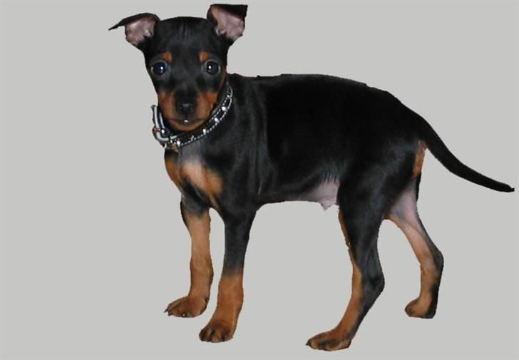 Dvaergpinscher King (2003 - 2016) billede 15
