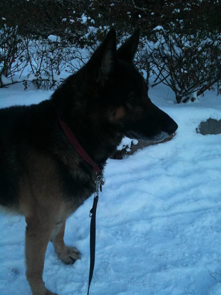 Schæferhund Herto billede 2