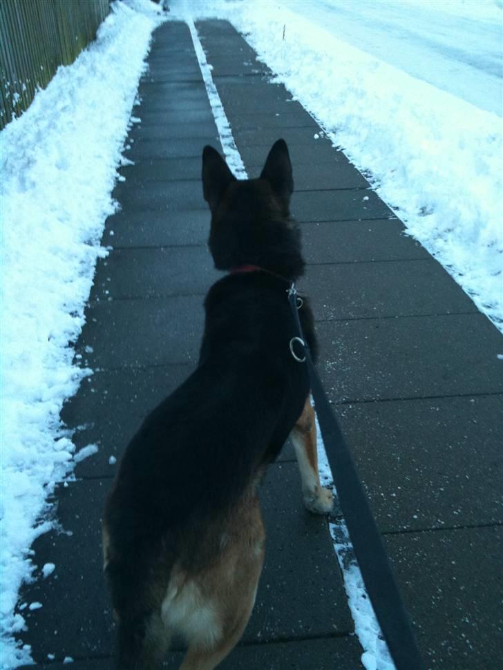 Schæferhund Herto billede 3