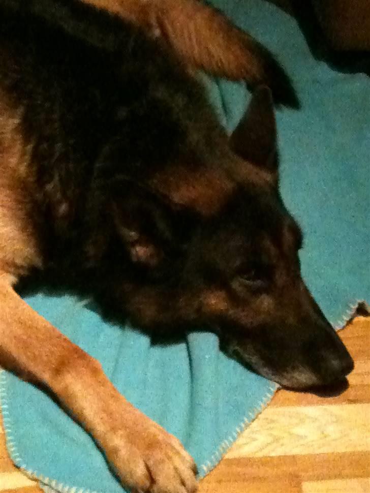 Schæferhund Herto - Go´nat billede 4