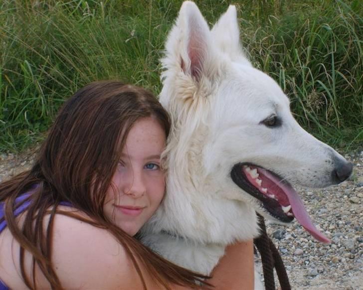 Hvid schæfer Tjalfe billede 1