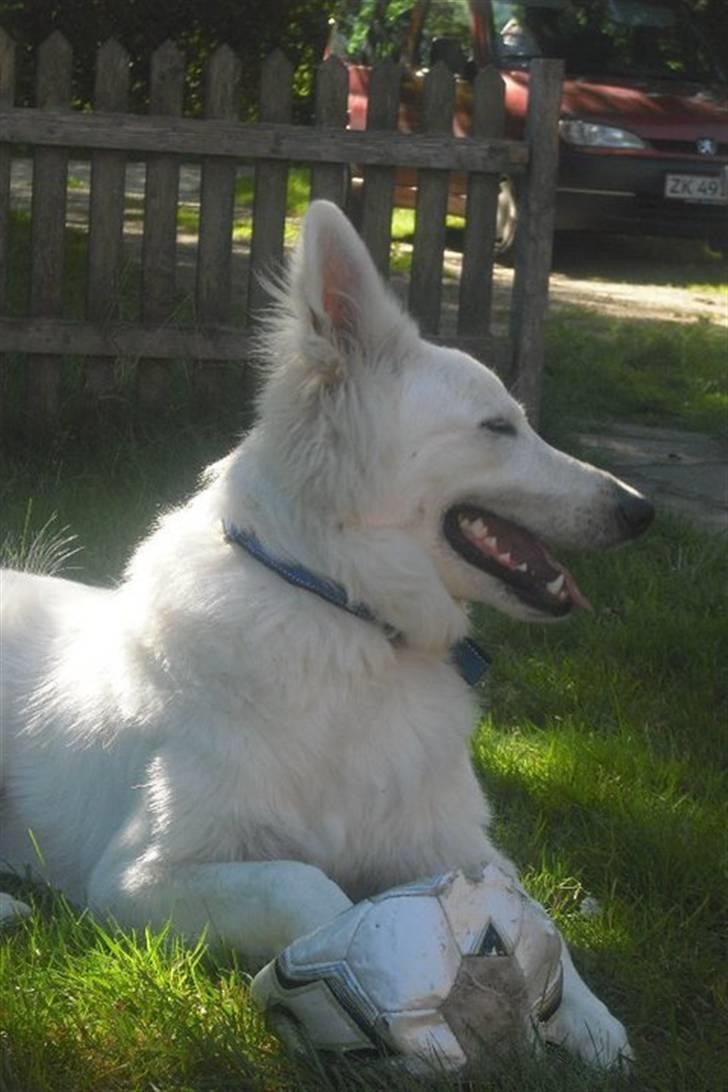 Hvid schæfer Tjalfe billede 2