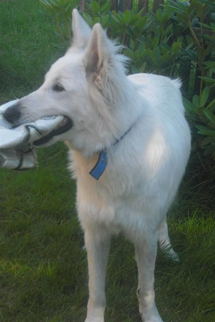 Hvid schæfer Tjalfe billede 3