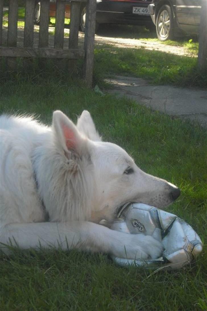 Hvid schæfer Tjalfe billede 4