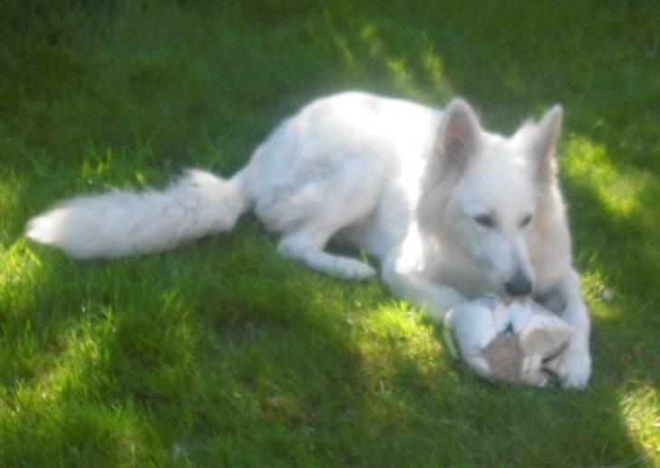 Hvid schæfer Tjalfe billede 5