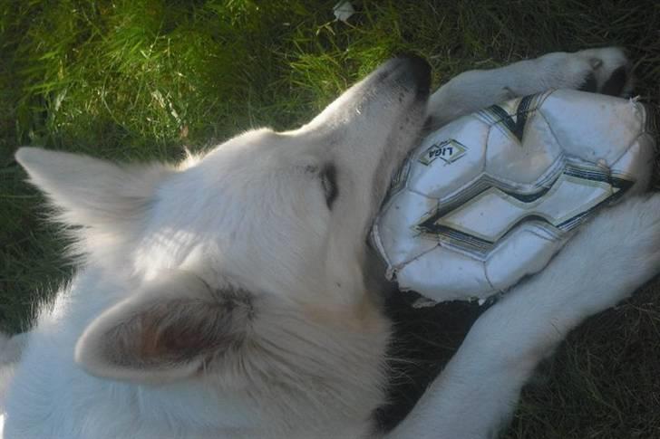 Hvid schæfer Tjalfe billede 6