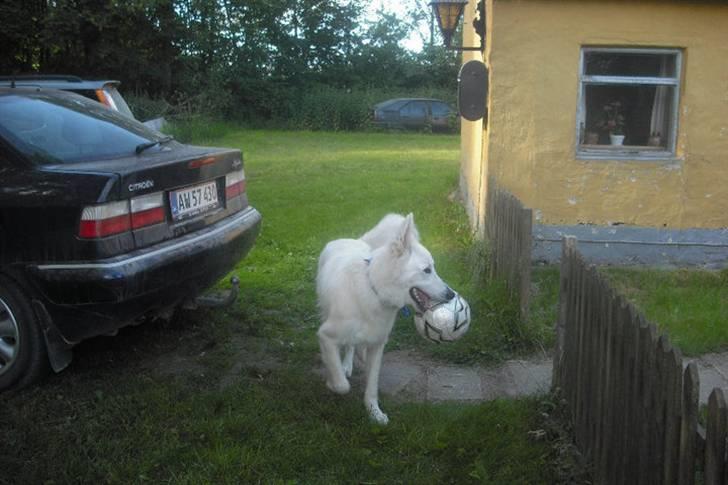 Hvid schæfer Tjalfe billede 7