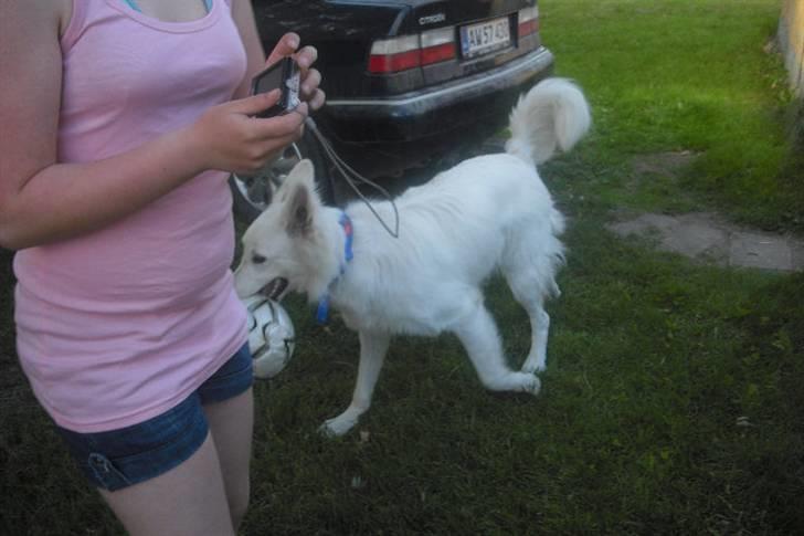 Hvid schæfer Tjalfe billede 8