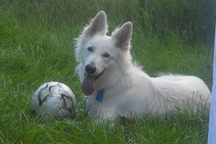 Hvid schæfer Tjalfe billede 10