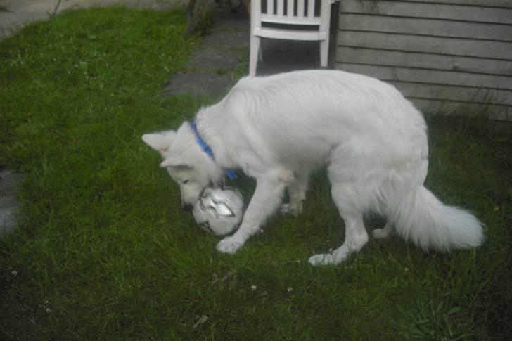 Hvid schæfer Tjalfe billede 11