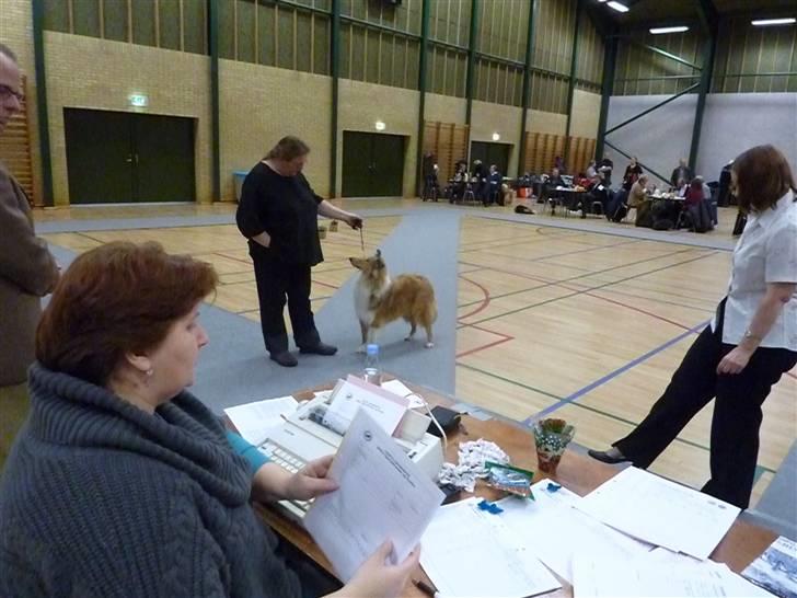 Collie langhåret Katie - Katie 8 mdr. til udstilling i køge d. 27/11-2010. billede 6