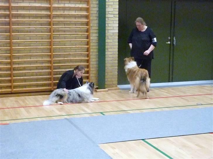 Collie langhåret Katie billede 7