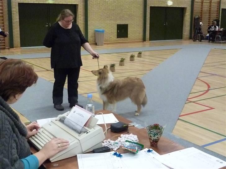 Collie langhåret Katie billede 8