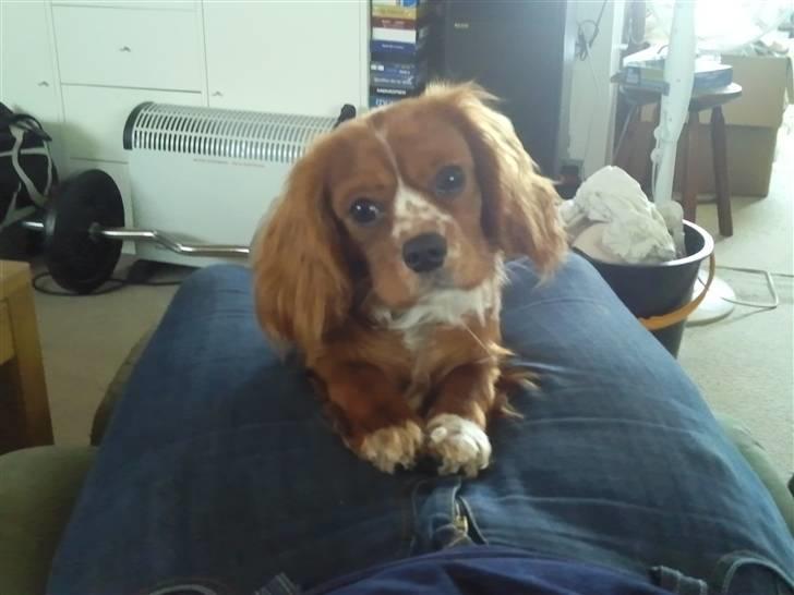 Cavalier king charles spaniel Simba billede 12