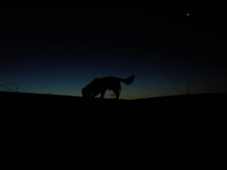 Cavalier king charles spaniel Simba - 17/12-10   - Ude på hans morgen tur, 07:30 om morgenen:) billede 13