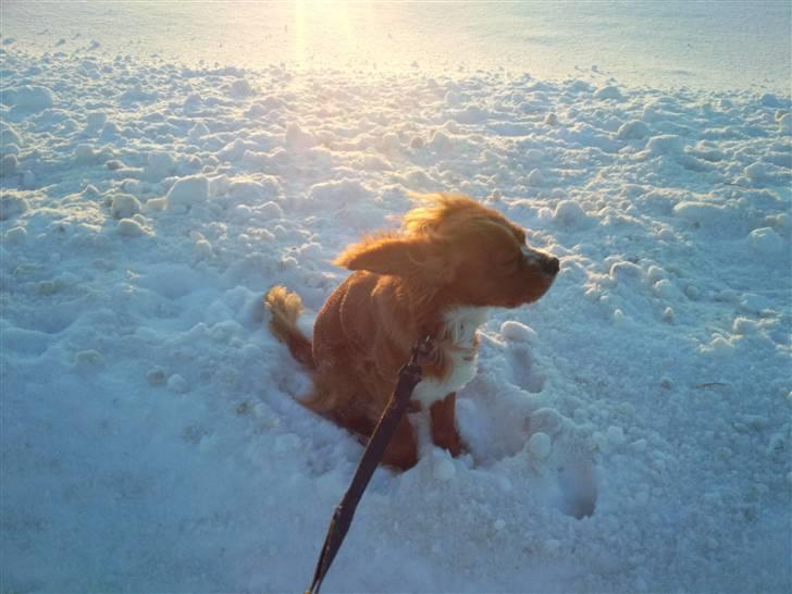 Cavalier king charles spaniel Simba billede 14