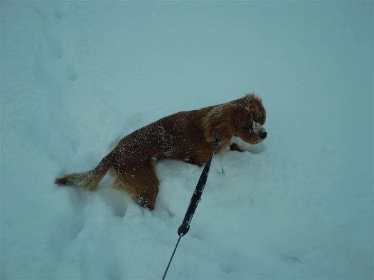 Cavalier king charles spaniel Simba billede 15
