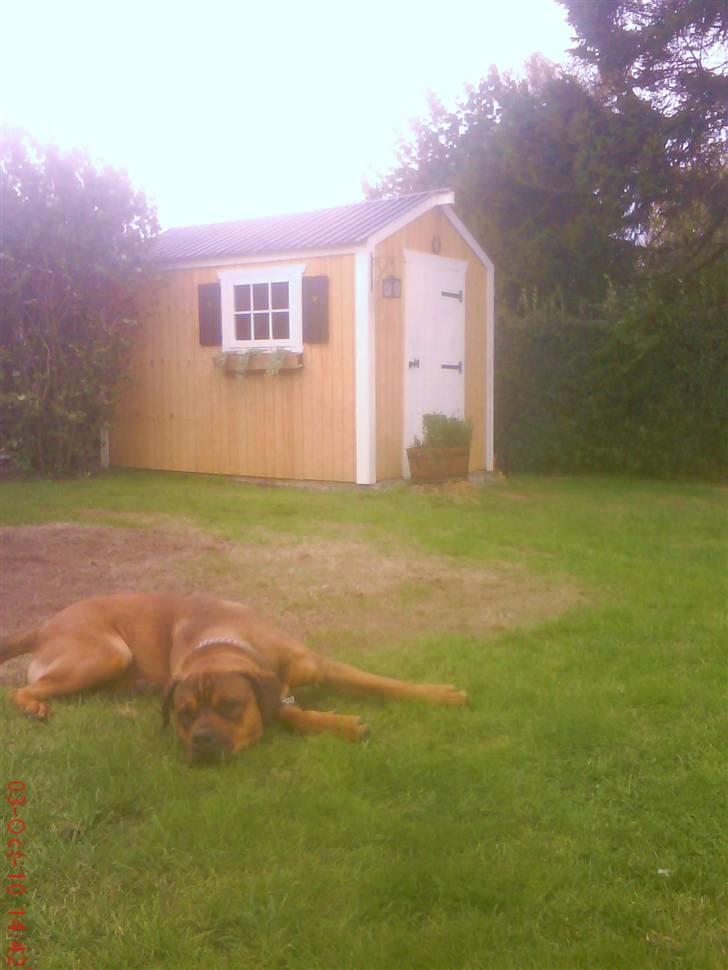 Blanding af racer Aslan billede 17