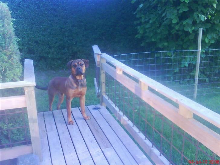 Blanding af racer Aslan billede 18