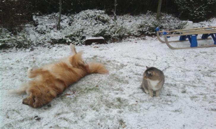 Islandsk fårehund Bongo- RIP. billede 8