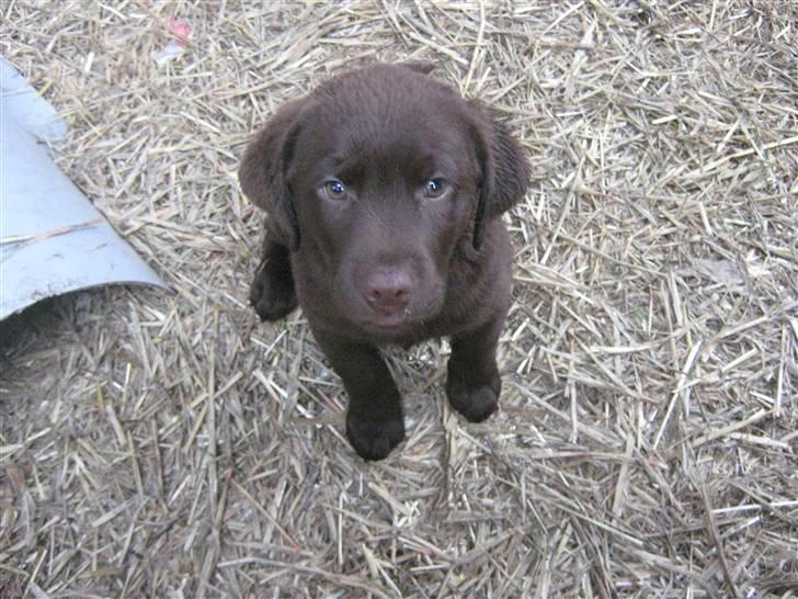 Labrador retriever Aslan billede 18
