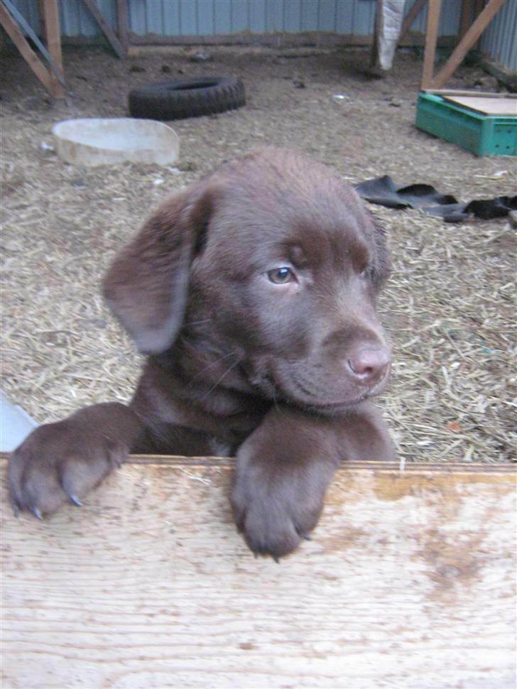 Labrador retriever Aslan billede 6