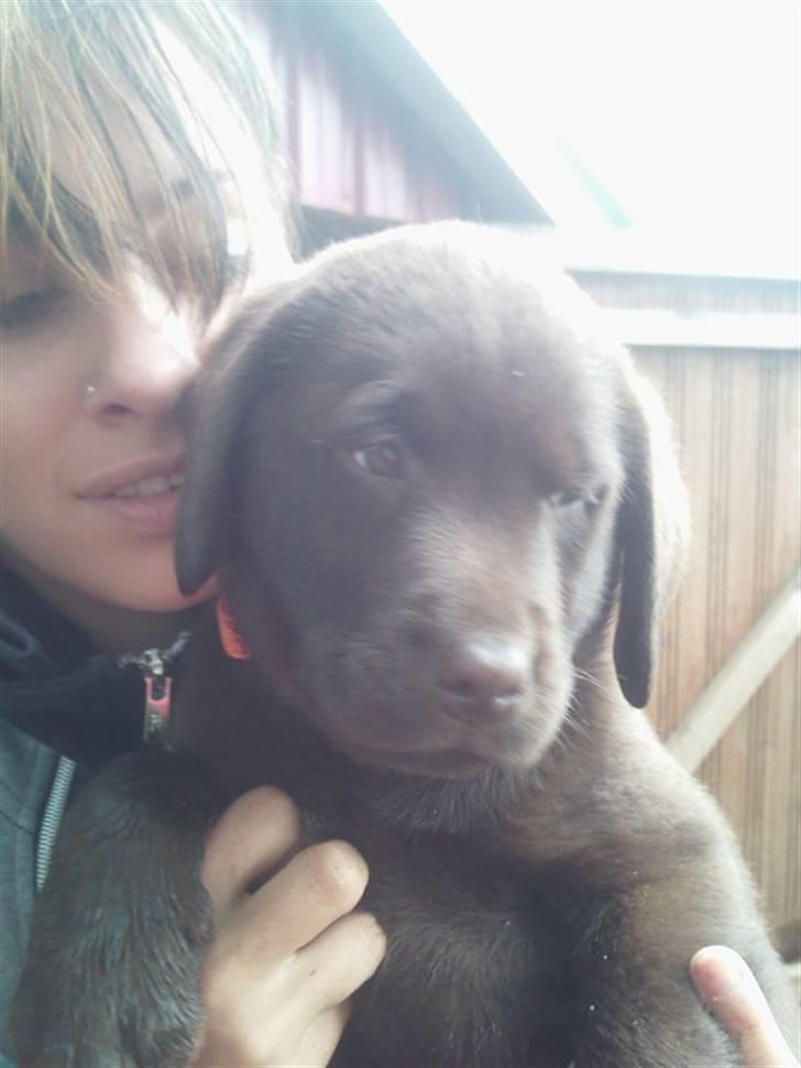 Labrador retriever Aslan billede 5