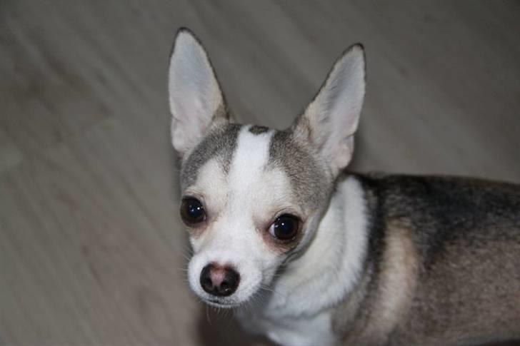 Chihuahua Ravns Cosmo R.I.P billede 15