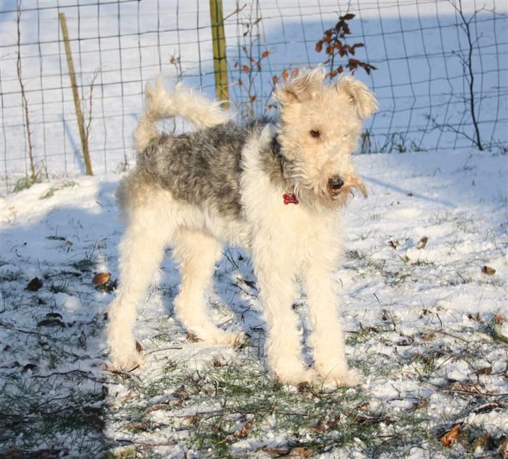 Ruhåret foxterrier Vega - My soulmate <3 billede 10