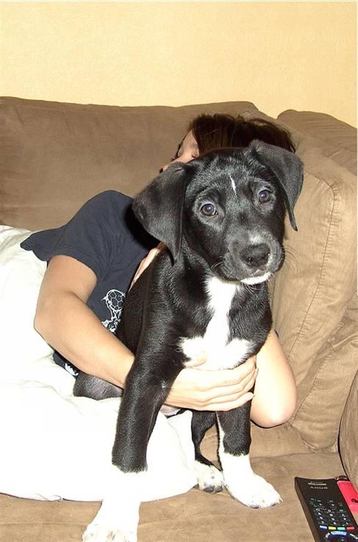 Blanding af racer Amanda - Amanda billede 1