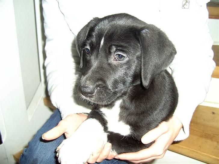 Blanding af racer Amanda billede 2