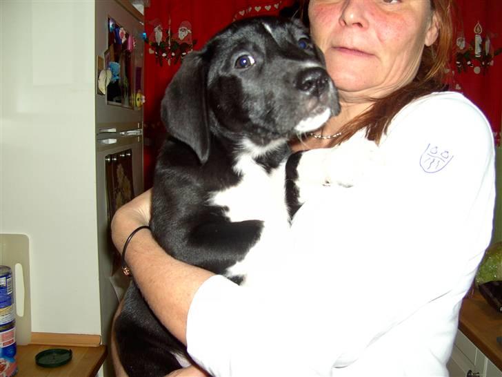 Blanding af racer Amanda billede 3