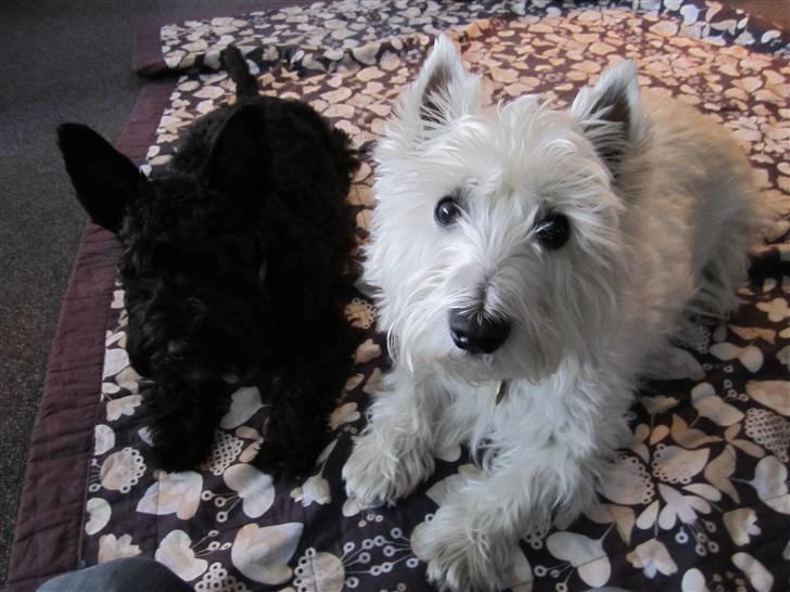 Blanding af racer Egon - Egon og hans bedste ven Bølle :) billede 20