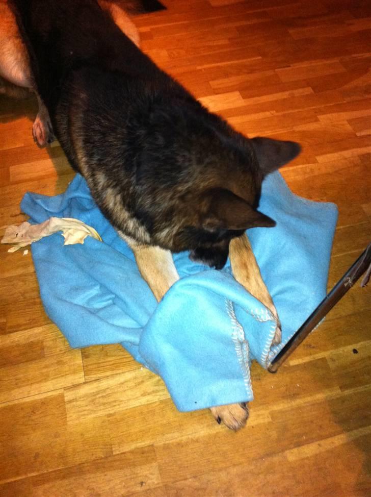 Schæferhund Herto - Tæppe lig nu stille billede 5