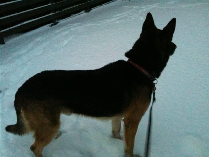 Schæferhund Herto - Er der nogle som vil være med til at lege billede 6