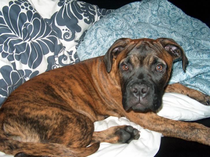 Bullmastiff Cody billede 1
